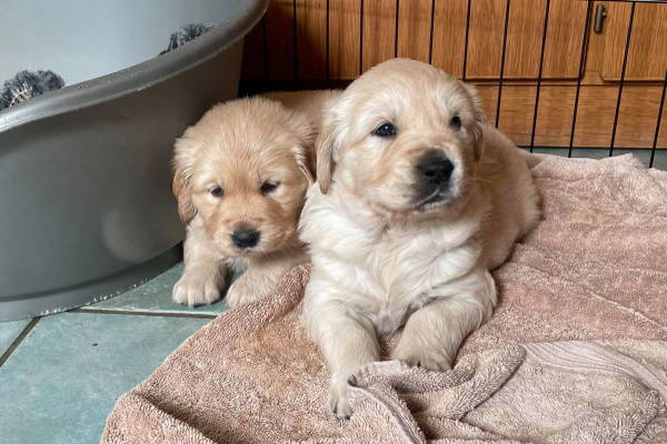TWO Puppies On A Towel (1)