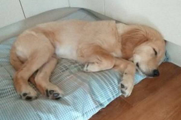 Sleepy Ajax