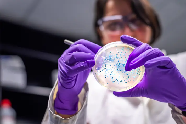 Scientist examining petri dish in lab