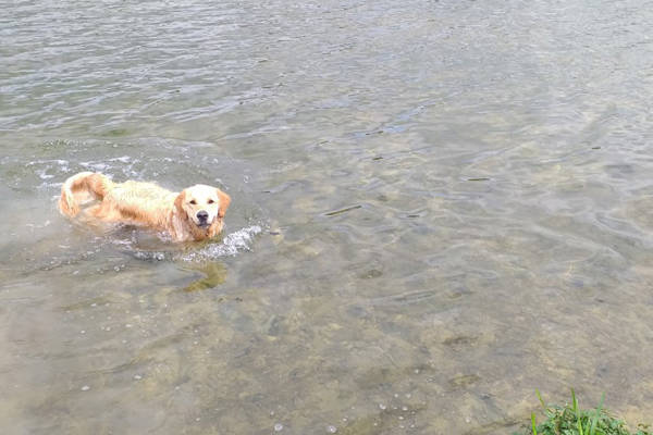 Ajax In The Water