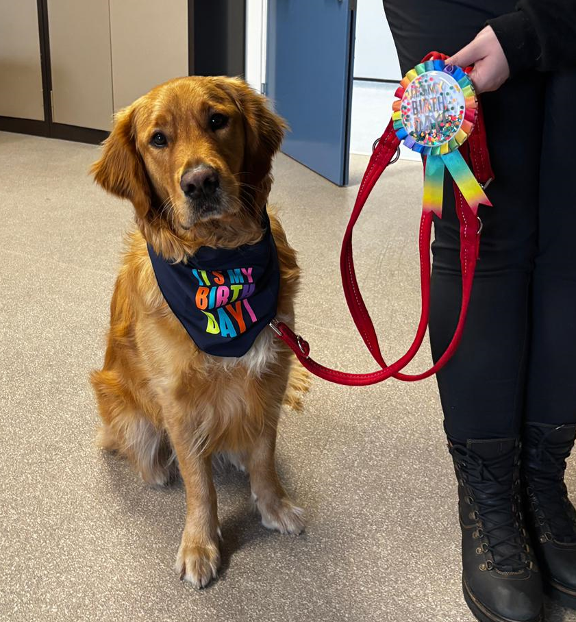 Ludo Dogs for Good puppy turns two